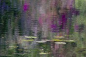 Colorful Pond - Florida Print sizes: 8x10 11x14 12x18 16x20 16x24 Canvas sizes: 12x18 16x24 20x30