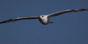 Tern in Flight - Melbourne, Florida Canvas only: 12x36 16x48