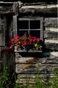 Old barn with Flowers - Somewhere in Wisconsin Print sizes: 8x10 11x14 12x18 16x20 16x24 Canvas sizes: 12x18 16x24