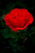 Red Rose of England - U.K. Print sizes: 8x10 11x14 12x18 16x20 16x24 Canvas sizes: 12x18 16x24