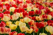 Tulip Time - Holland, Michigan Print sizes: 8x10 11x14 12x18 16x20 16x24 Canvas sizes: 12x18 16x24 20x30