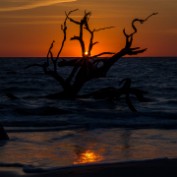 Driftwood Beach Sunrise #2 - Jekyll Island, Georgia Print sizes: 12x12 16x16 20x20 Canvas sizes: 12x12 16x16 20x20
