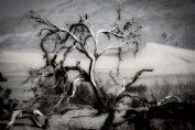 Mesquite Tree - Death Valley N.P., California Print sizes: 8x10 11x14 12x18 16x20 16x24 Canvas sizes: 12x18 16x24 20x30