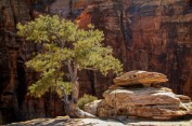 Zion in Sunlight - Zion National Park, Utah Print sizes: 8x10 11x14 12x18 16x20 16x24 Canvas sizes: 12x18 16x24 20x30