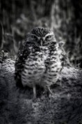 Burrowing Owl - Cape Coral, Florida Print sizes: 8x10 11x14 12x18 16x20 16x24 Canvas sizes: 12x18 16x24